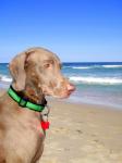 Grace the beach bum