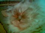 Cookie Sleeping