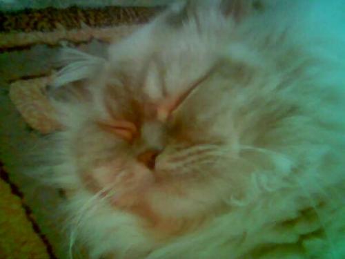 Cookie Sleeping