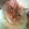 My Cat Cookie