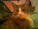 My Cat JayJay