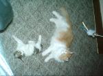 My other two boyz...Oliver and Mystic