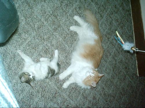 My other two boyz...Oliver and Mystic