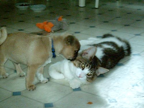 Stewie and mystic -bff