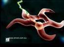 Prostate Cancer Information